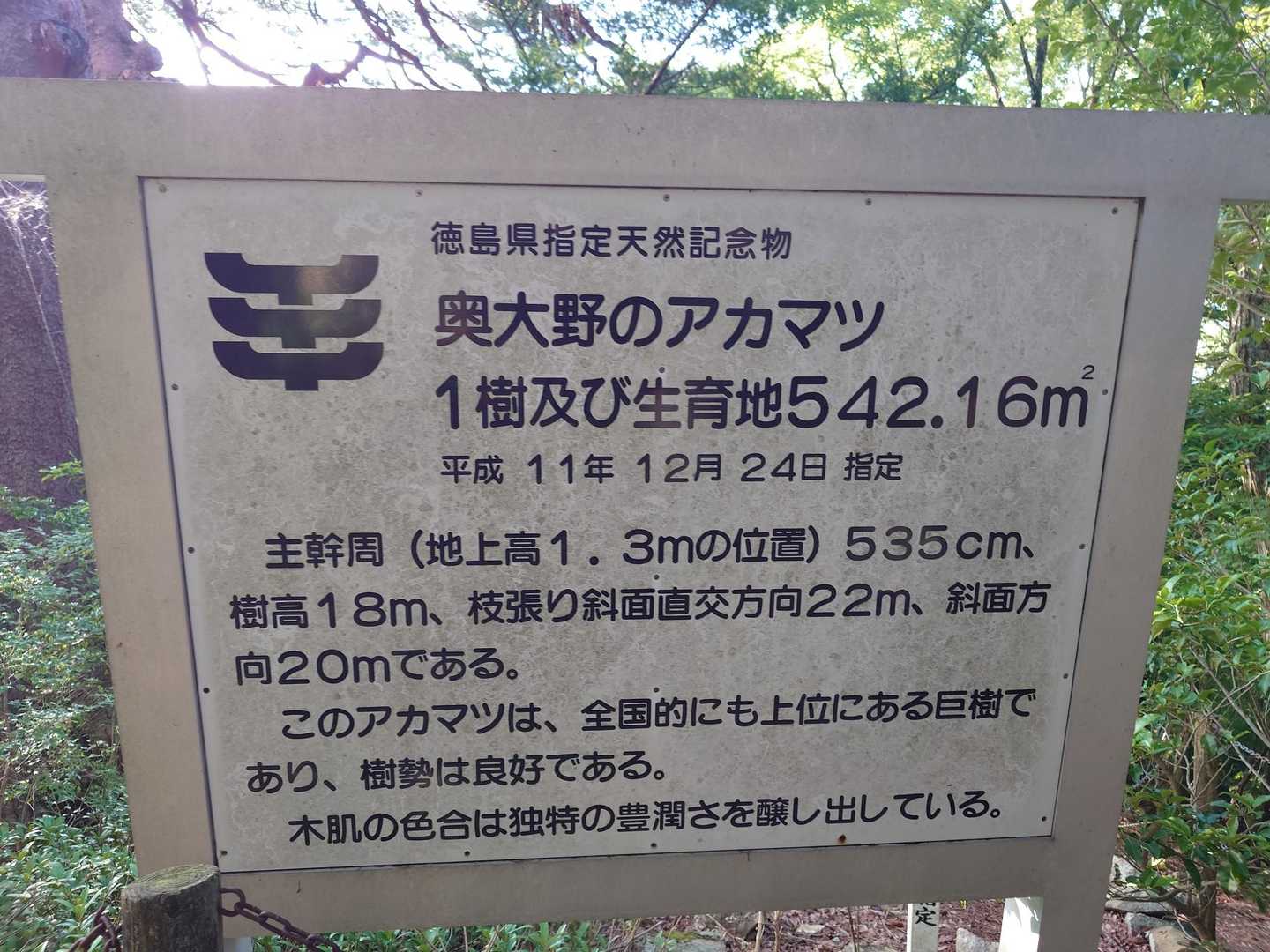 ここまでアカマツ見に来るのも大変だ（笑）