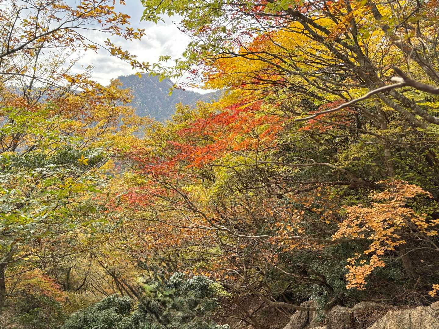 カズラ谷コースは一昨日より紅葉が進んでいる感じ
一般道まで戻ったら路駐の車がたくさんでした