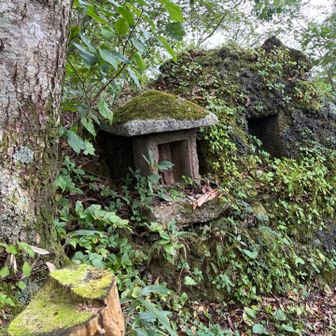 山頂手前の祠は今回もいい感じに苔むしてます