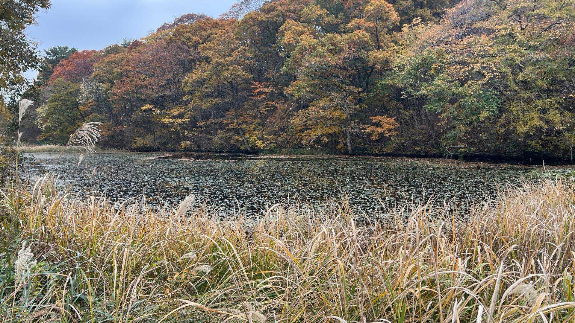 ここにも池と紅葉のリフレクション🍁
ススキもあるよ🌾さあこれで車に乗って帰るぞ。久しぶりにこれだけ歩いたな。まずまずといったところかねえ。