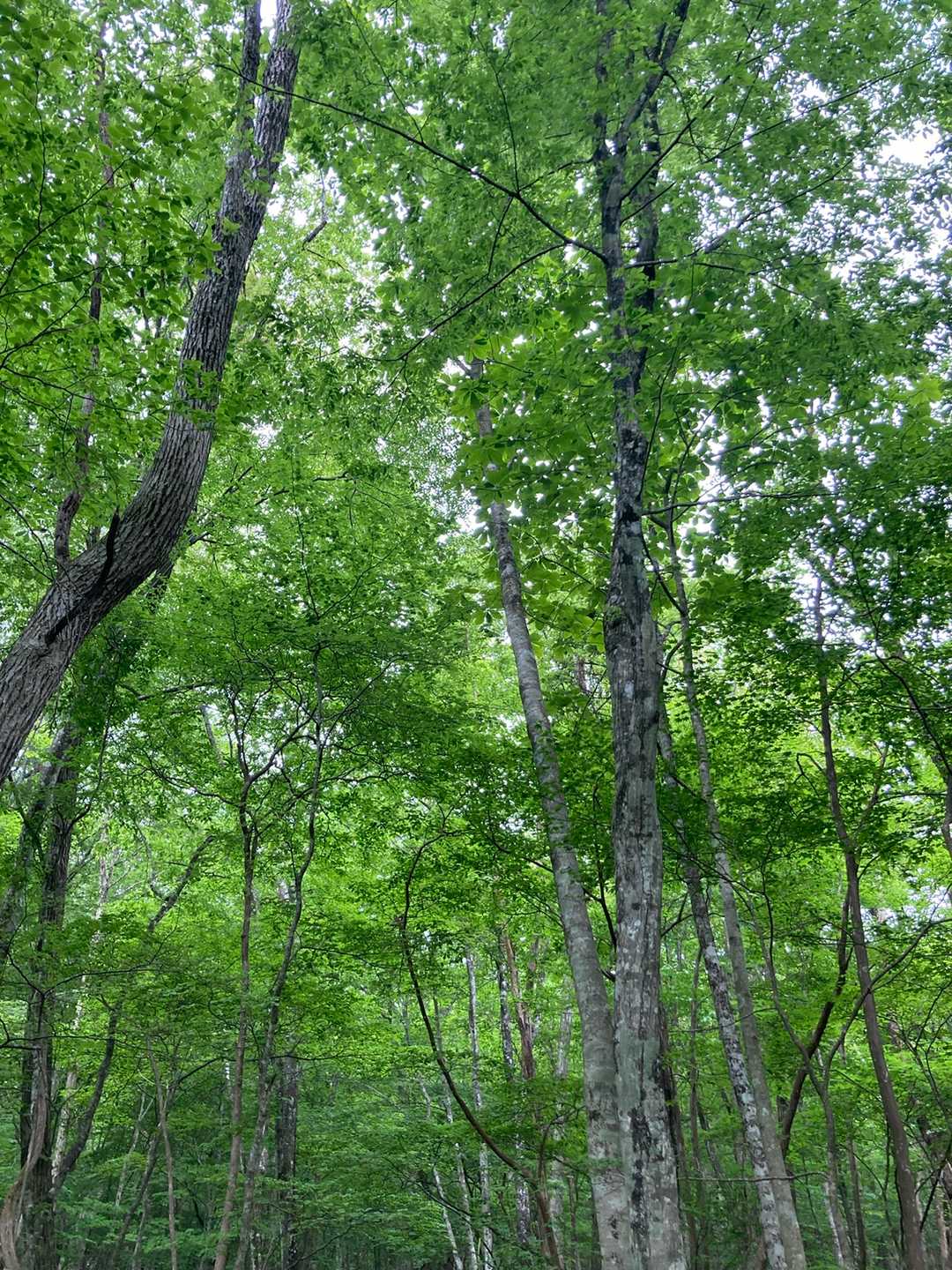 眩しいくらいの新緑🌿✨