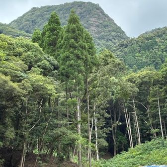 下山途中から竜山を振り返る