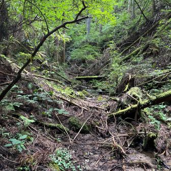 西谷の最深部　です
　この辺りで沢が消失し、
　左手ロープで尾根筋へ急登