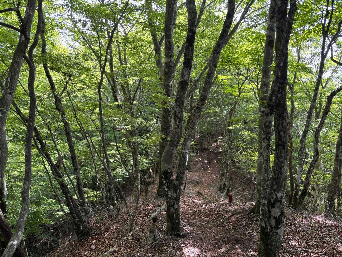 緑のトンネルの稜線