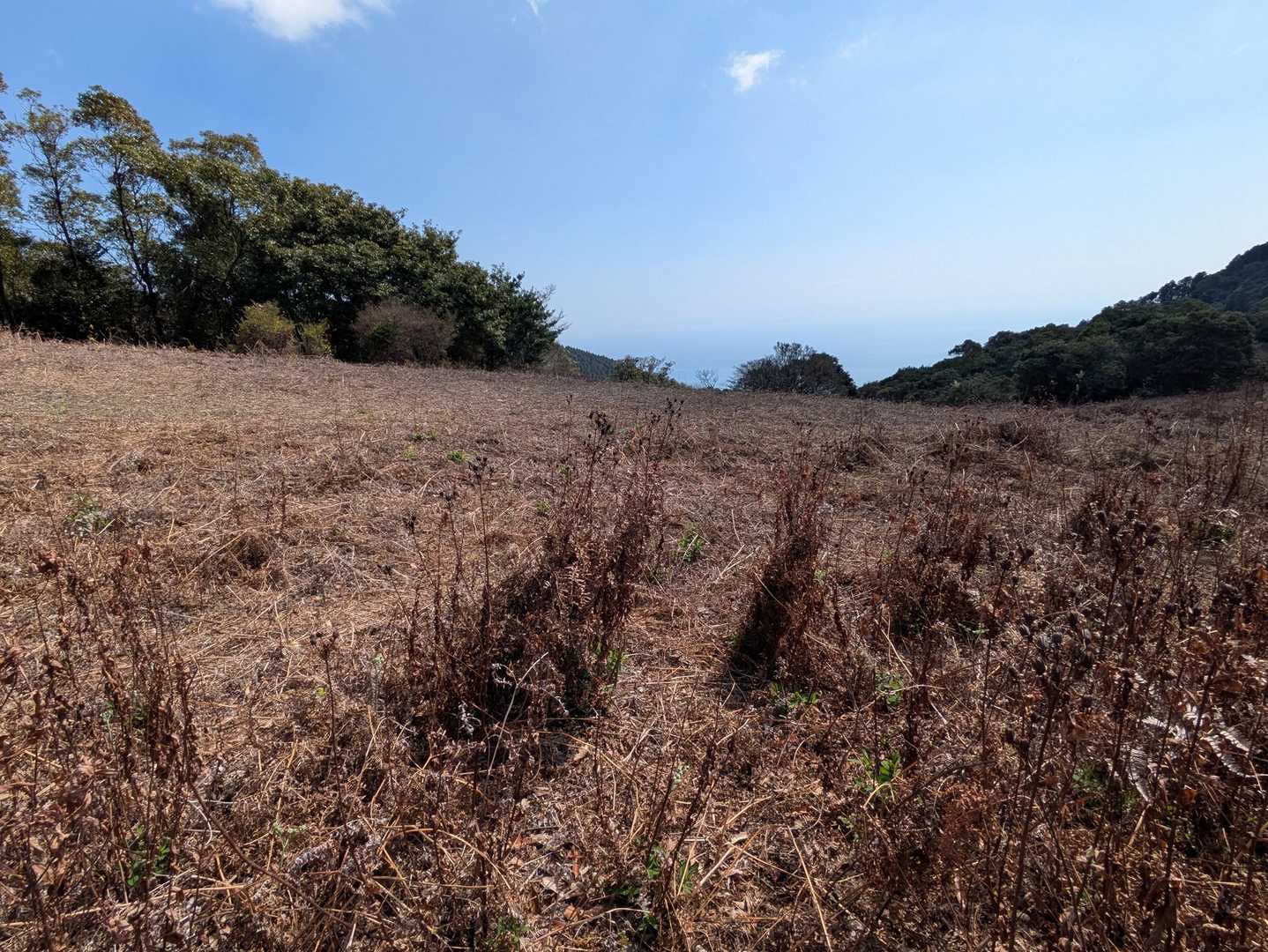 ワラビナの生息地🧐広〜い🤓今日も摘みませんでした😊
