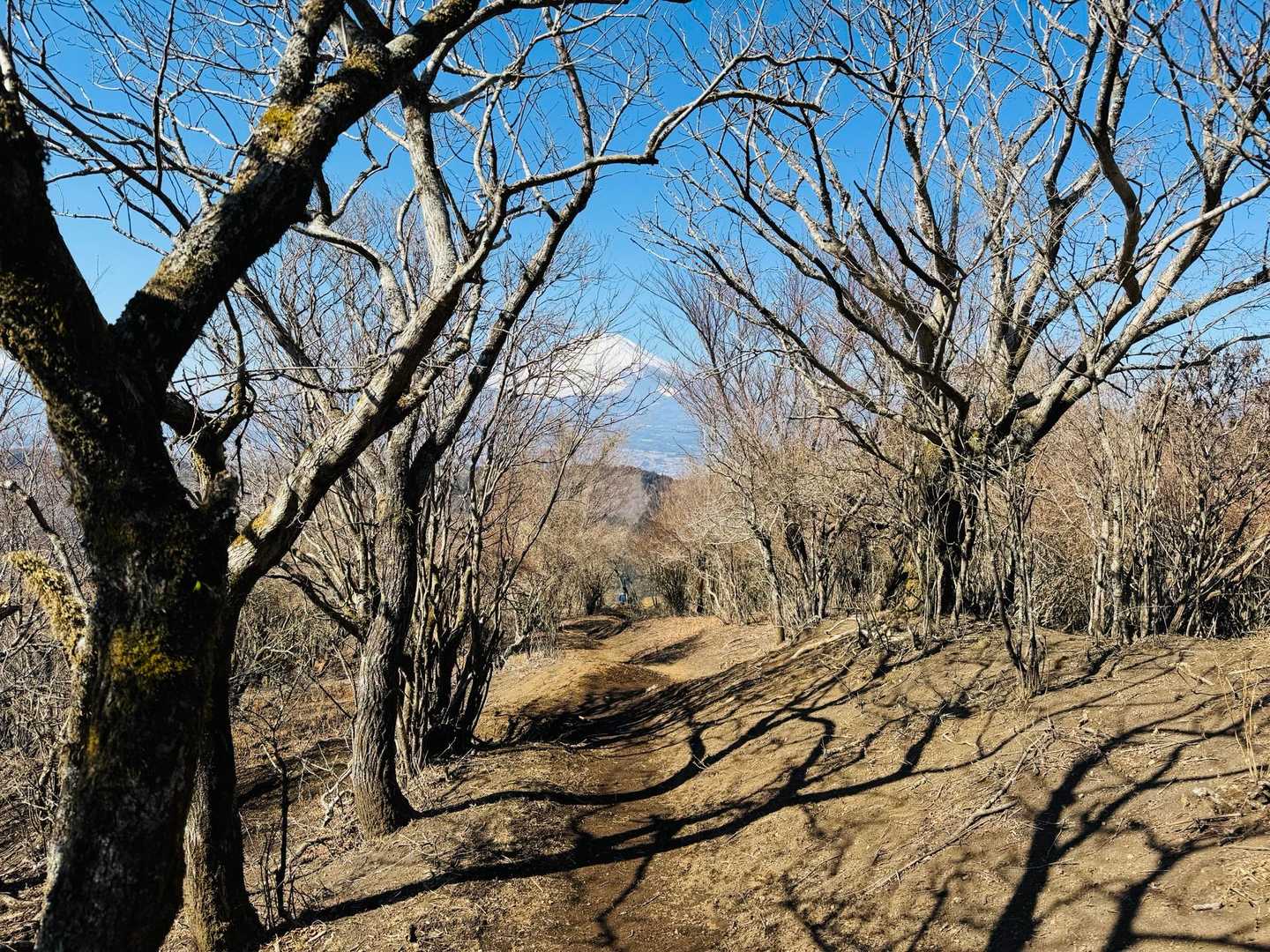 こんな尾根道を降ります