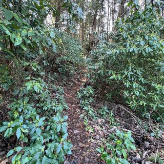 ここを登ります（南高尾の入沢山へ行く道に少し似てる）意外と羽虫がいなかった笑