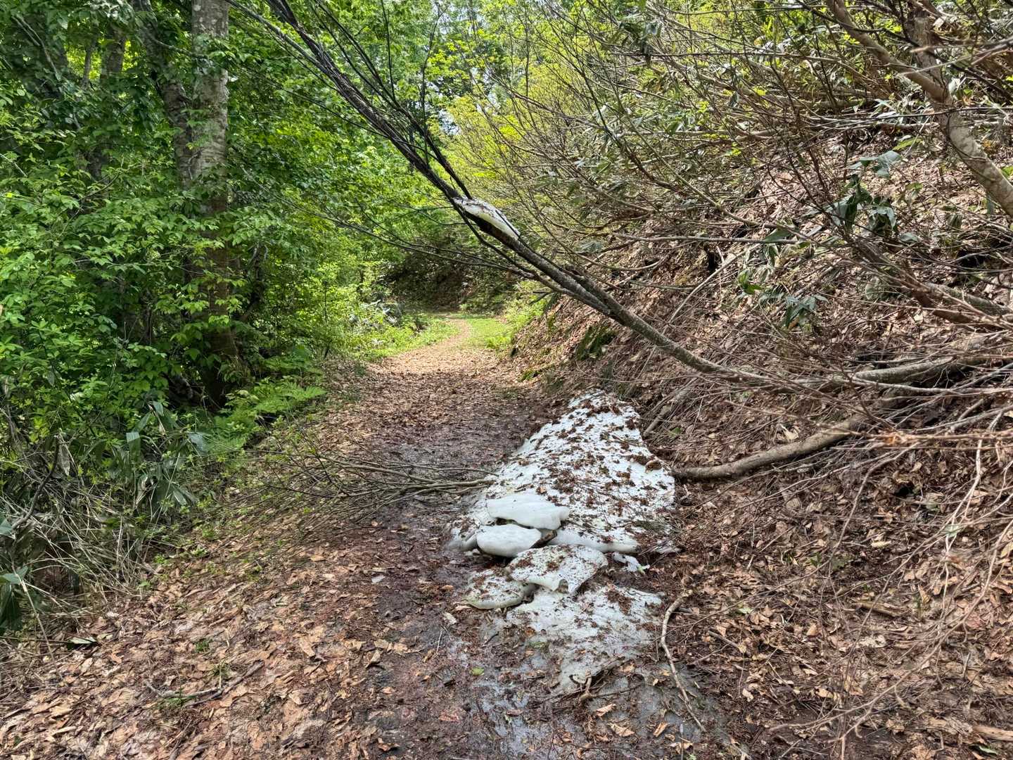 登山道の残雪ここだけ
雪割って持とうとしたが、圧縮された凄まじい硬さで凶器だった
