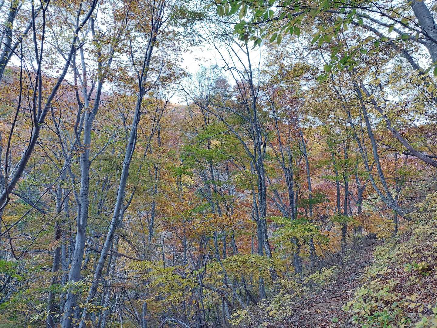 登り始めると紅葉が素晴らしい