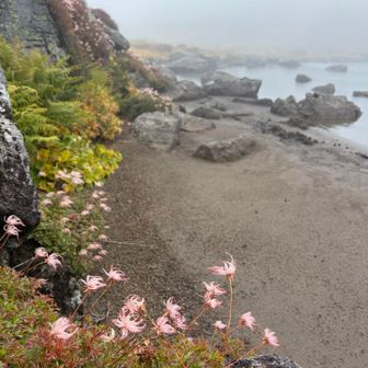 天沼のほとりに咲いていたチングルマの綿毛
