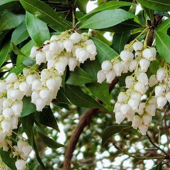 白く可憐なアセビ❀