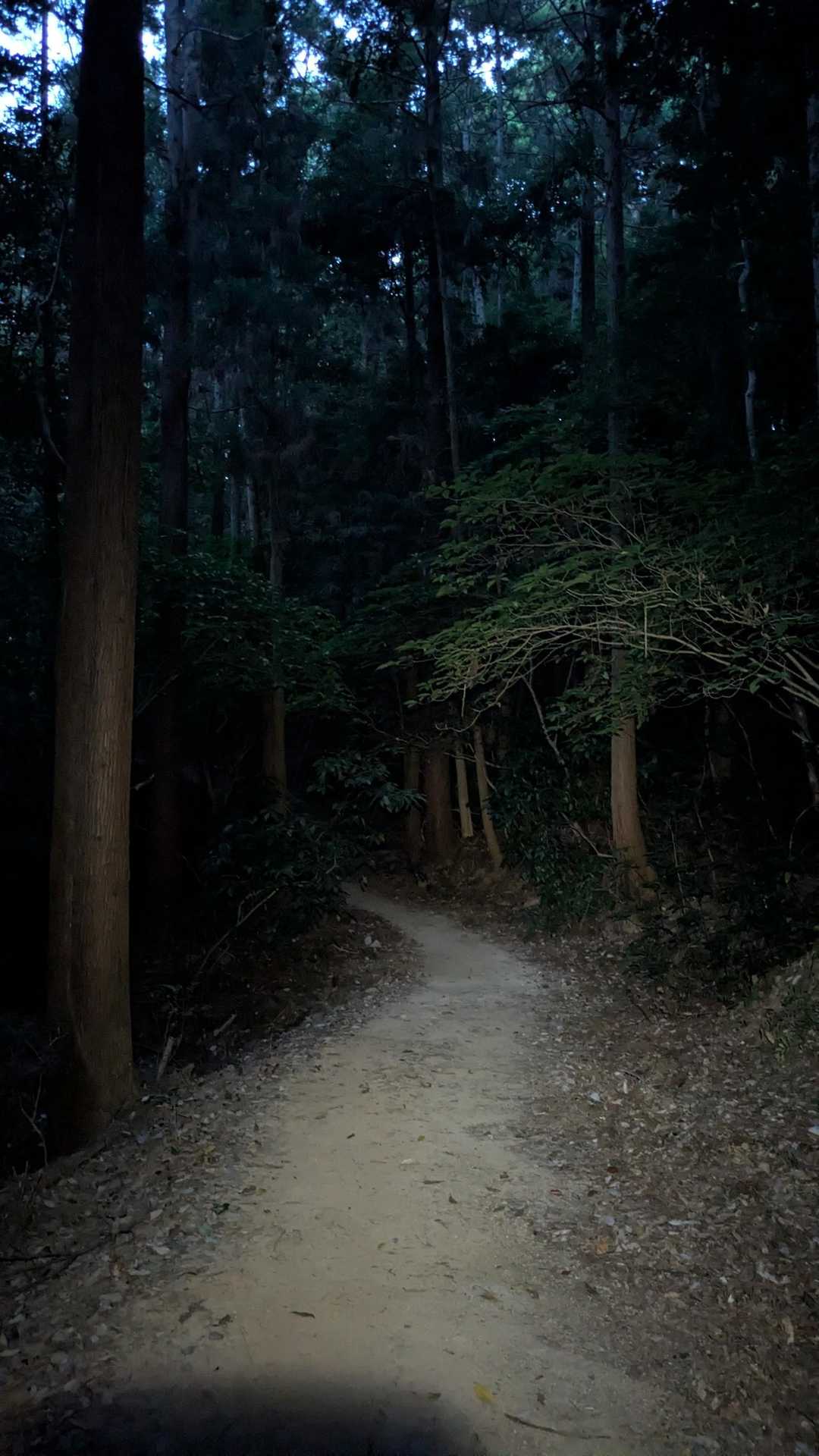 夜が明けてきたよぉぉぉぉ！
急ぎたいが肺が痛いー😫
盆休みで呑み過ぎ❗️食い過ぎ‼️（後悔はない…多分）