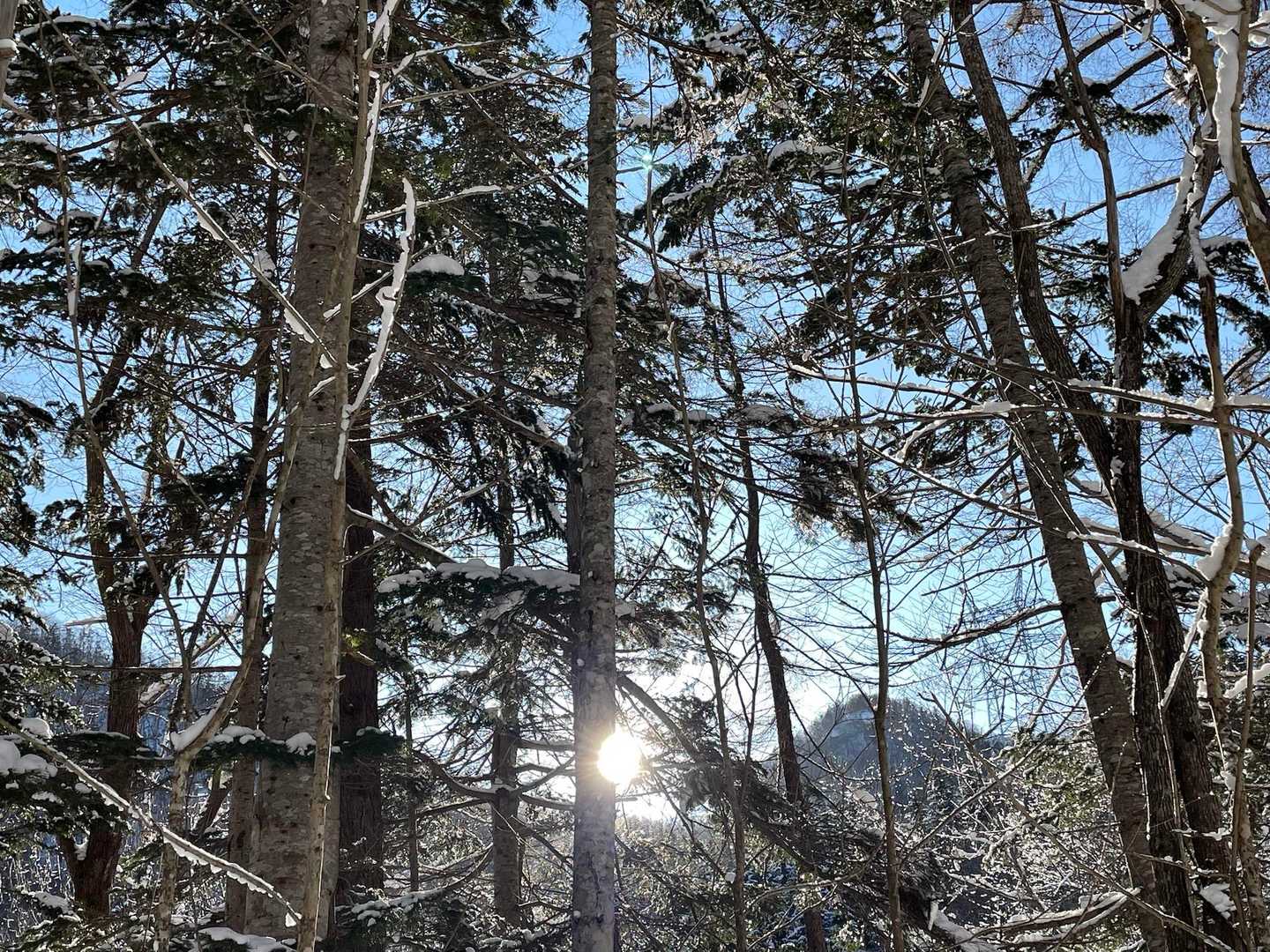 木々の間からの太陽が眩しい✨