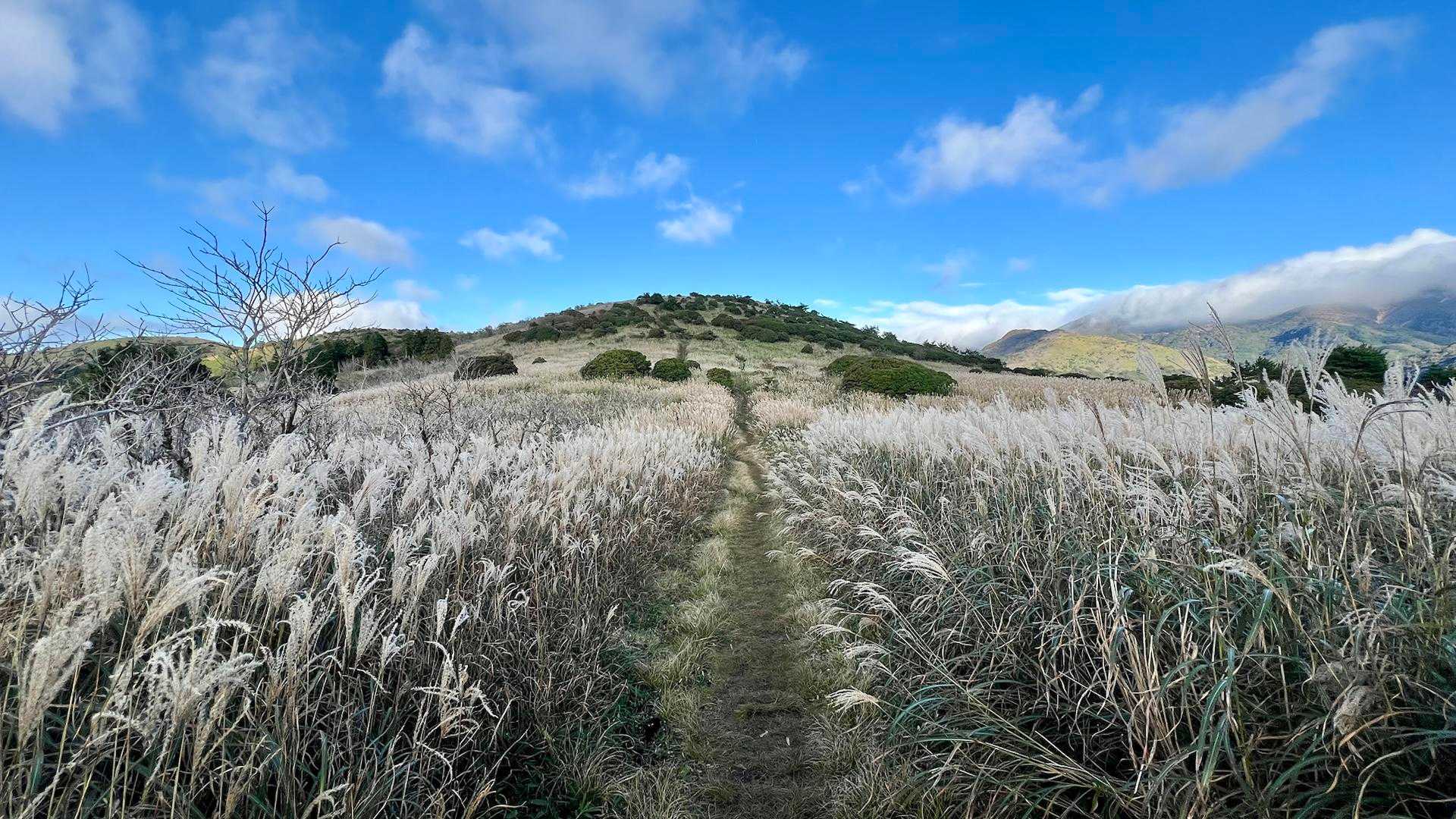 青空でススキ🌾の道を歩くのもまたいいなぁ