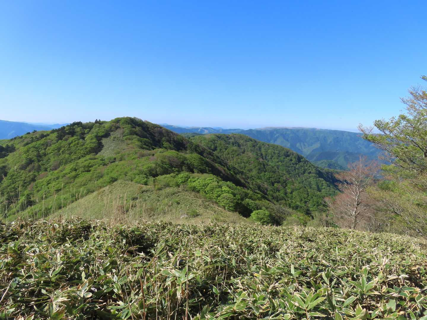 未開の地、貝渚山へ
分岐からいきなり笹漕ぎです
この辺りは踏み跡は笹がないので比較的すいすい下れますが