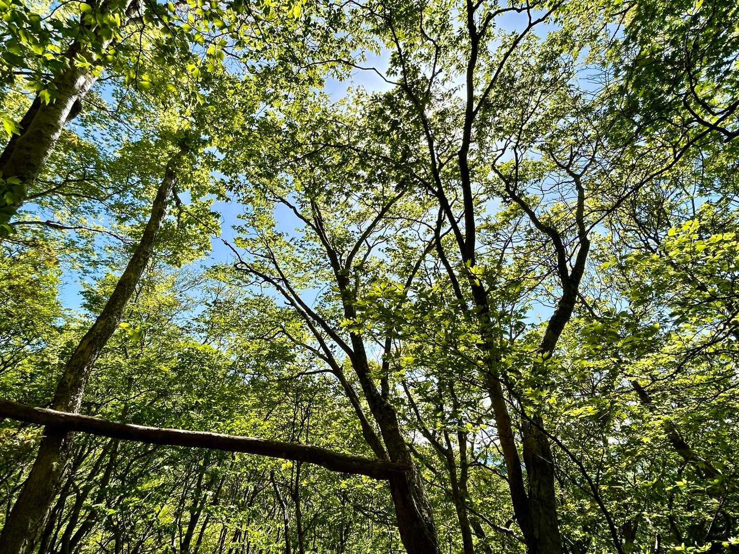 肉淵林道登山口-峨蔵越-二ッ岳 往復コースの写真