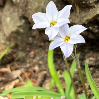 七曲がりコースの脇に咲いていたお花サン