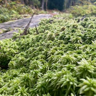 一面に繁茂する苔