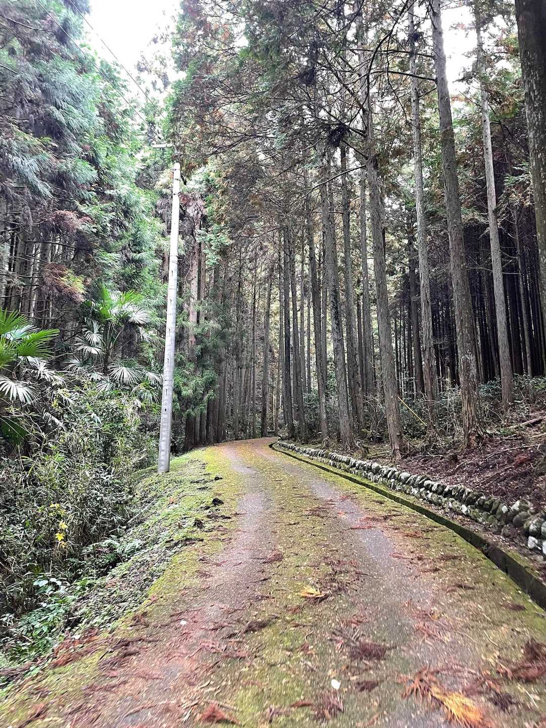 吉野運動公園に車を停めて歩き出しました🚶‍♀️