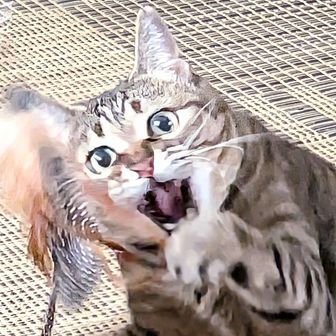 マリ(関の山で名付けてもらいました)