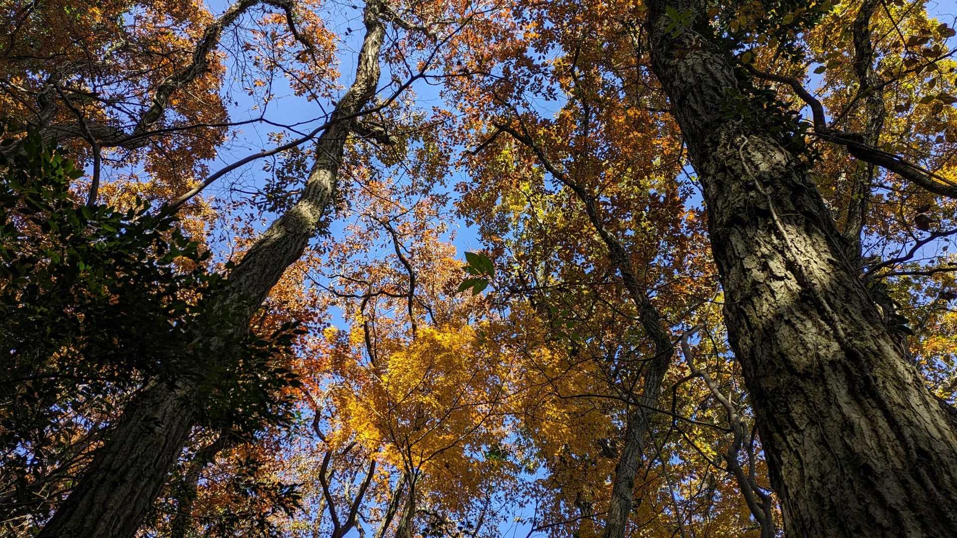 新城・茶臼山登山口-金満山-赤牟田ノ辻 往復コースの写真