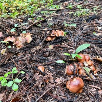 食用キノコ🍄‍🟫かな？