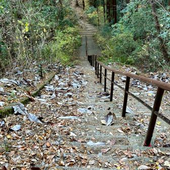 神社周辺も普通に山道、結構急峻😅
この階段だけで188段