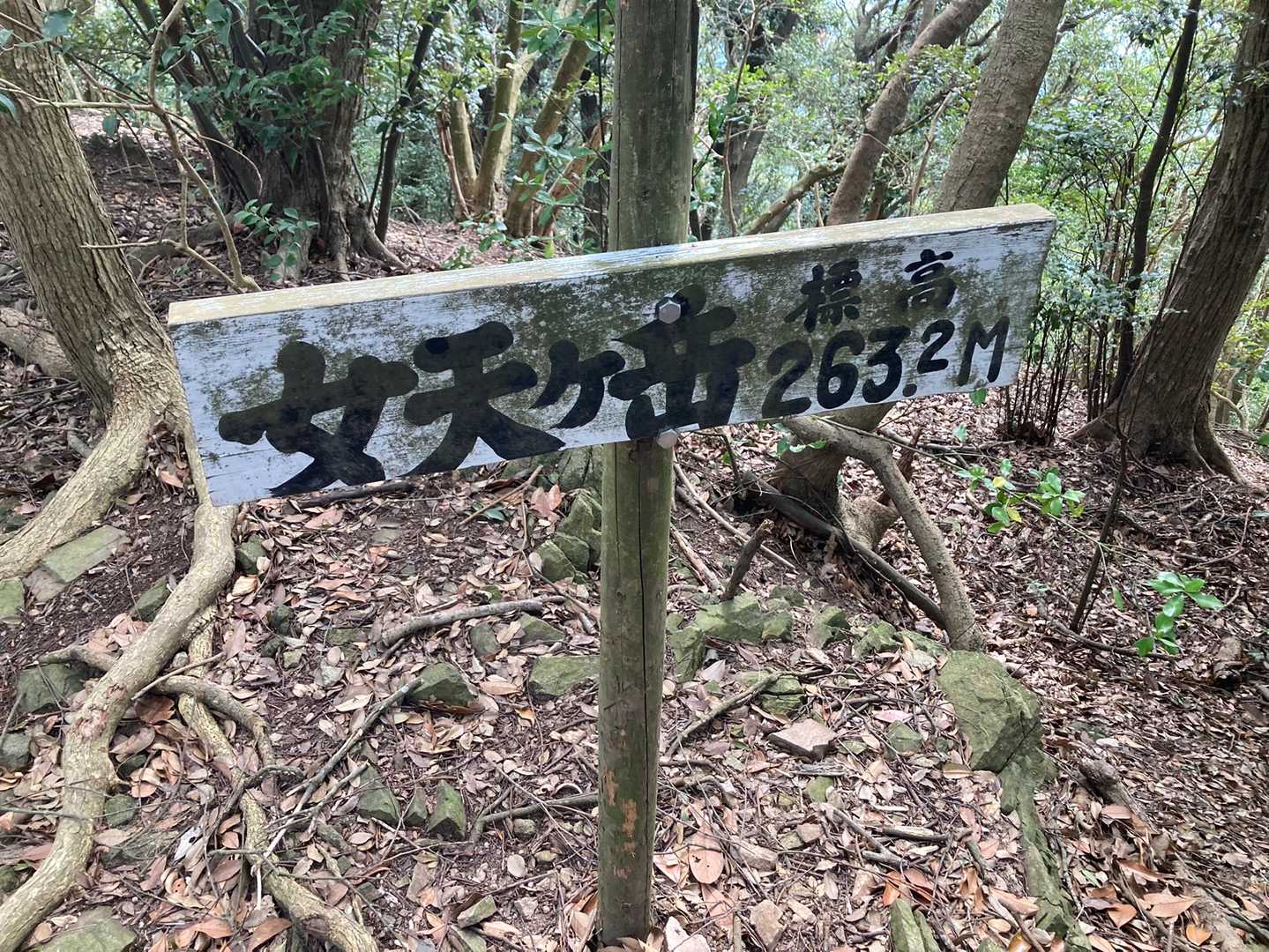 写真撮る暇もなく、道無き道を登ってきてやっと山頂へ
虻🪰と蜘蛛の巣と悪路の3重苦😖
山頂は、眺望なし😭