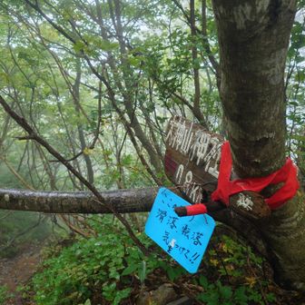 此処から最後の下りだけど、登った時はかなり急坂だったような。
