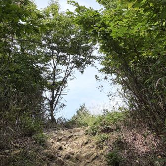 山頂の一本杉が見えてきた