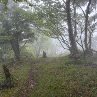 八紘沢の頭の近く。ガスってるのも神秘的。
ここから安倍峠まで下る。