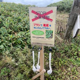 越前三ノ峰は後回しにして、三ノ峰を目指します