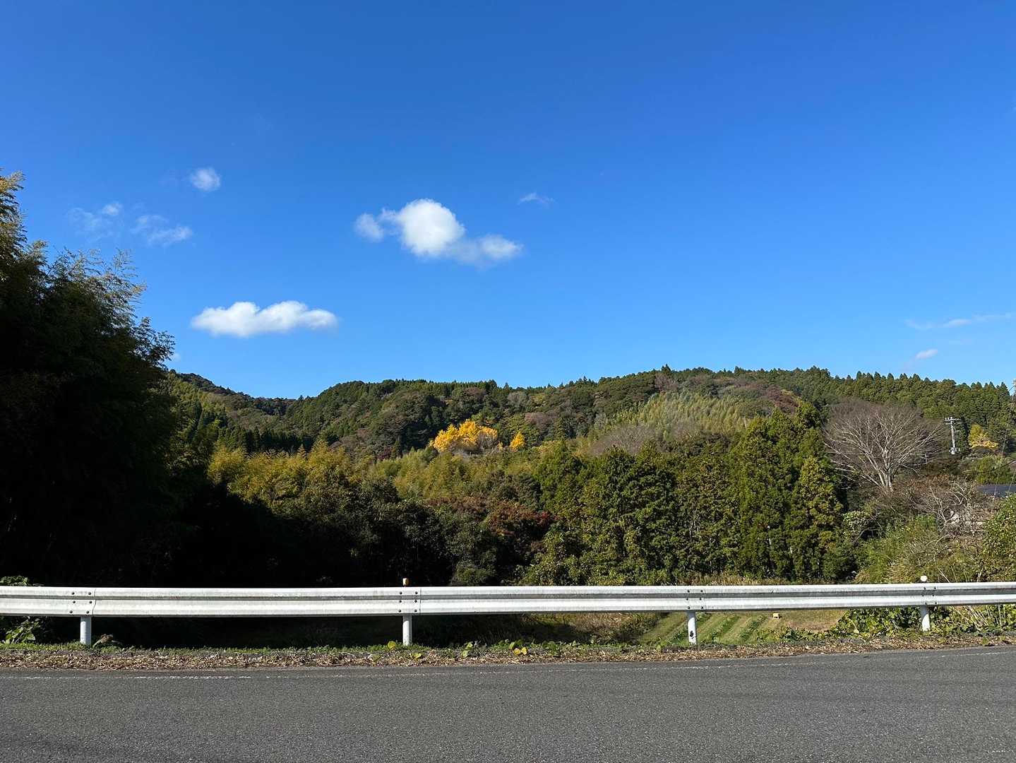 あ、あれはイチョウかな。
綺麗に色付いてる(´◡`๑)
