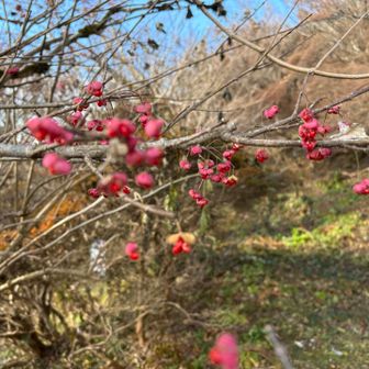 阪神恐怖の1番バッター
（掛布、バースの時代ね。）