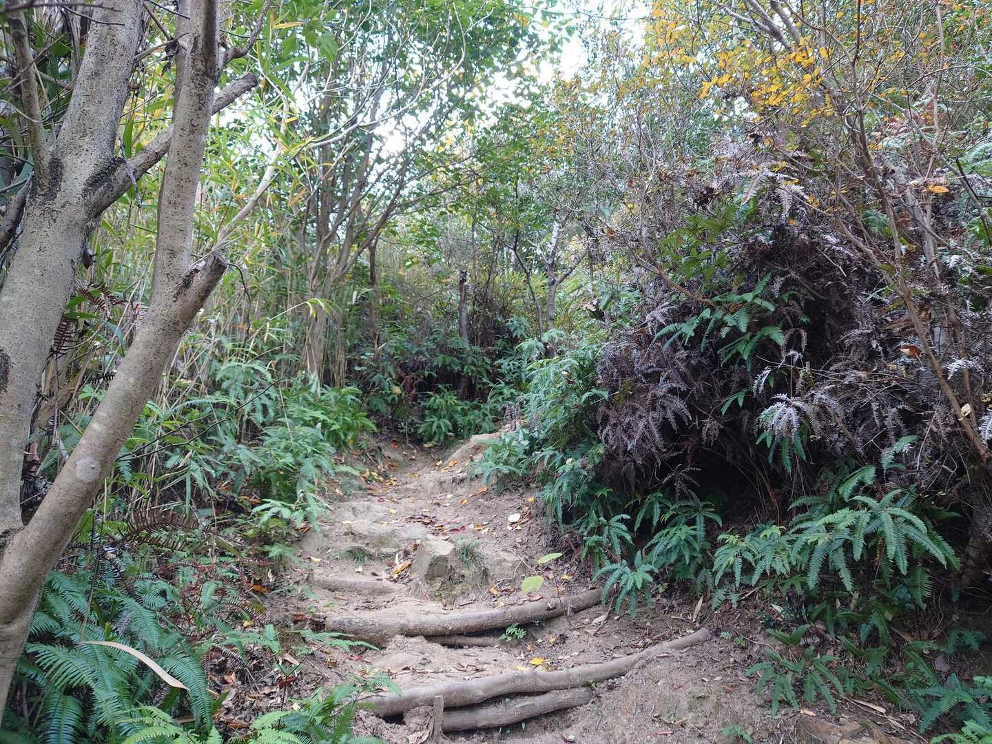 祇園山-龍王山-龍王宮 周回コースの写真