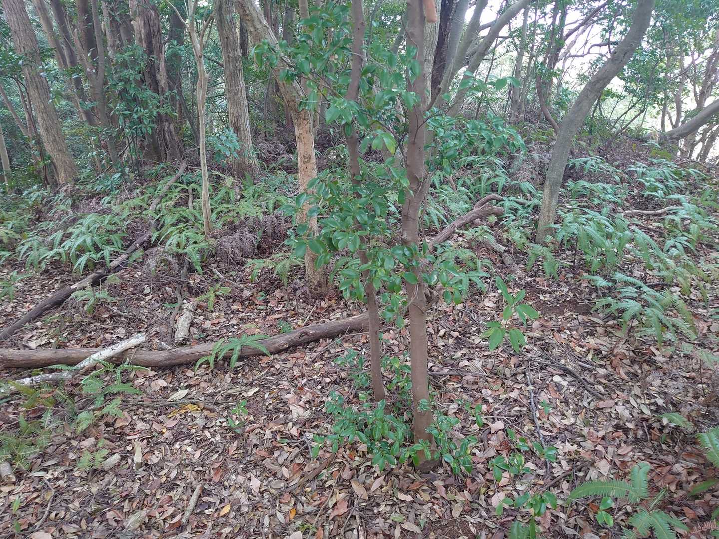 グルっと回り込んで山頂と思われる辺りに来たが…、なんもねー😭
