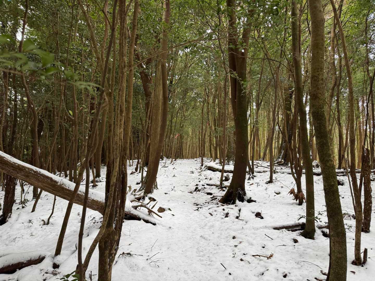 少しずつ雪の量が増えてきました。