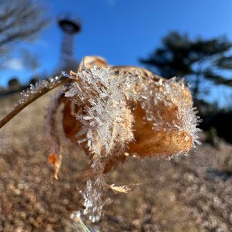 葉っぱに結晶が❄️🥹✨綺麗🥰