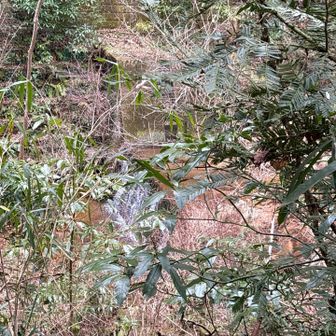 六甲山・長峰山・摩耶山 次の谷止工は右側➡️を巻いて…