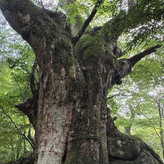 こっちが前かな。