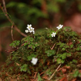 先に進むとバイカオウレンがたくさん出てきました