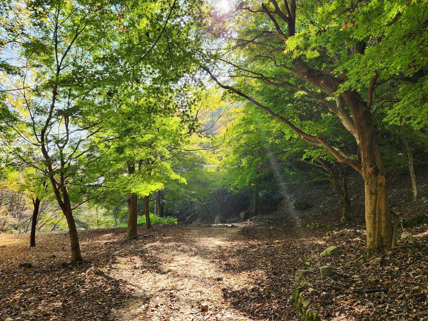 金糞峠-前山-北比良峠 周回コースの写真