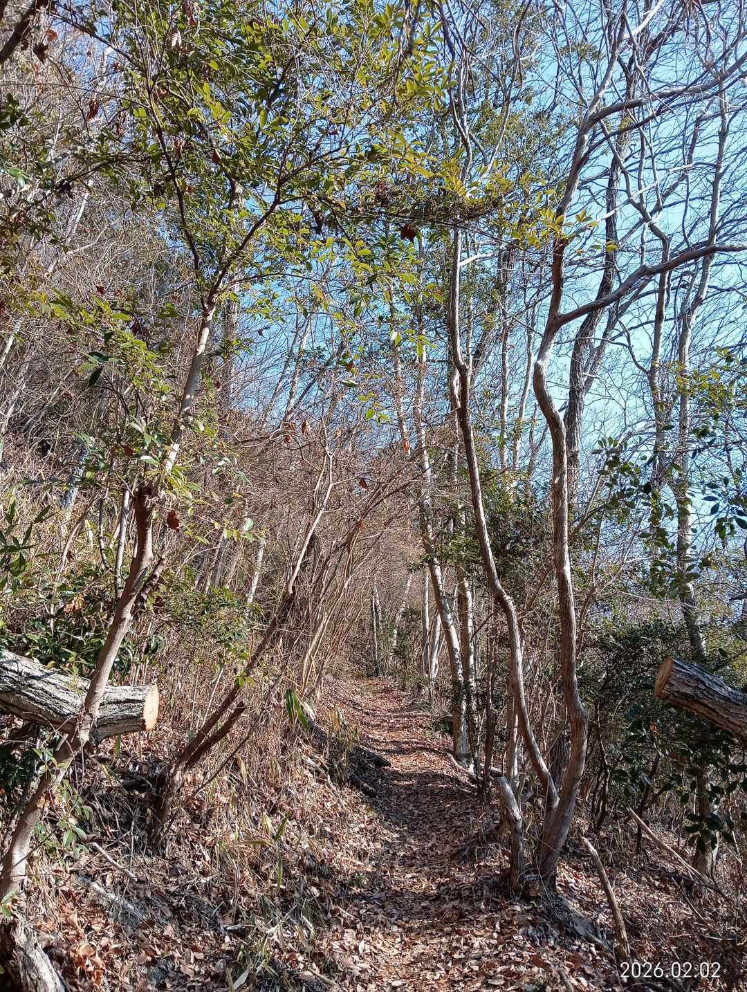樹林帯ですが陽当たり良好👍歩きやすく最高な登山道❤︎