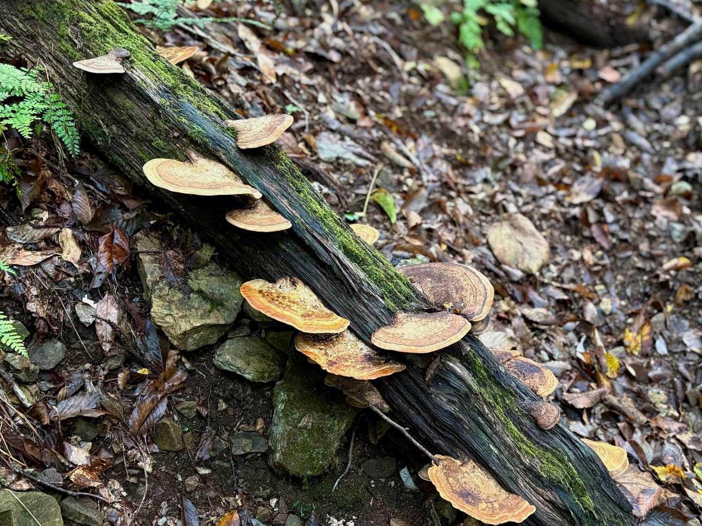 サルノコシカケの一種で🍄‍🟫ハカワラタケかな？