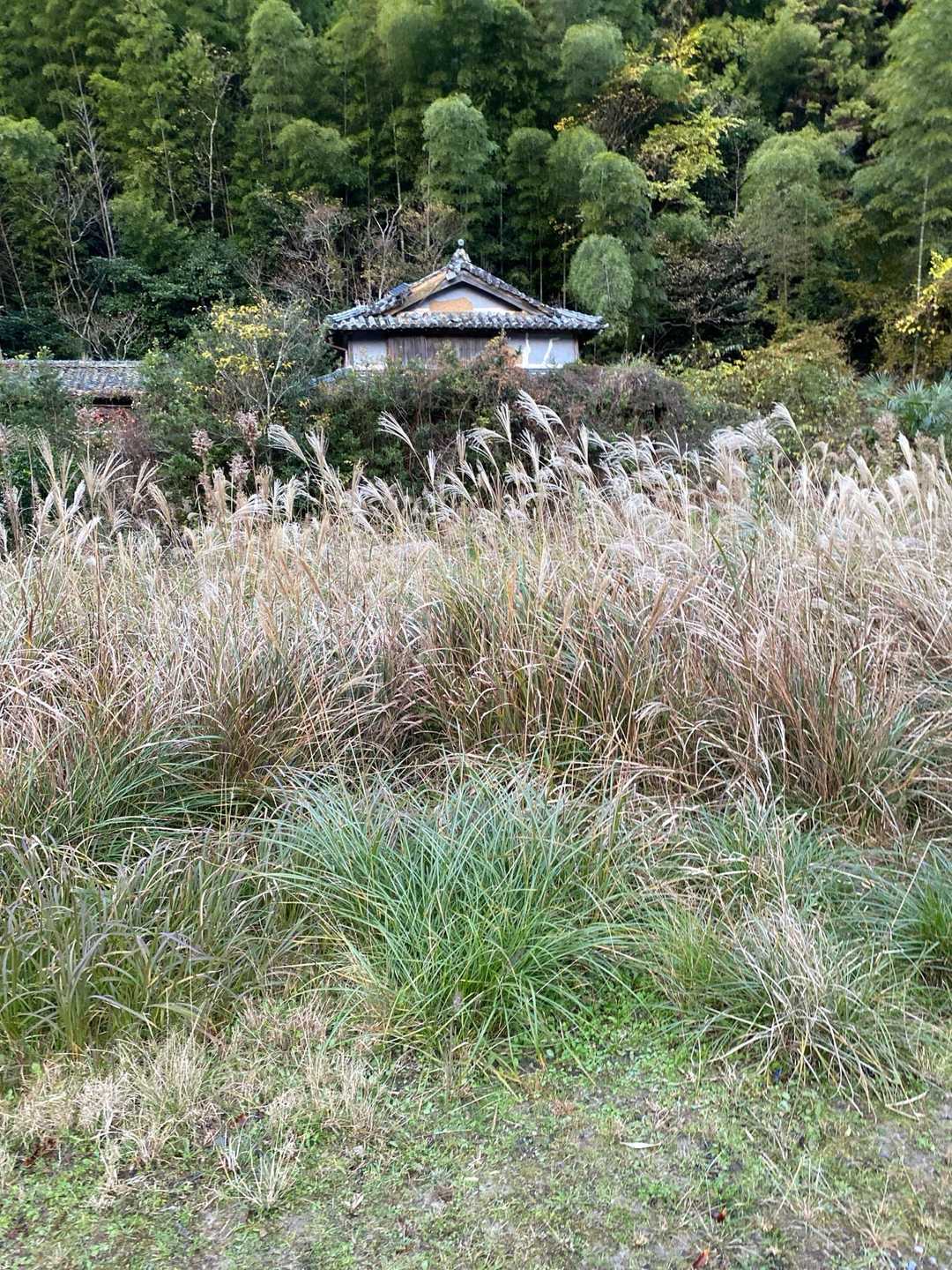 荒れてますね。
シロアリ対策の床下換気扇のソーラーが付いてるので、10年前には生きていた家なのでしょう。