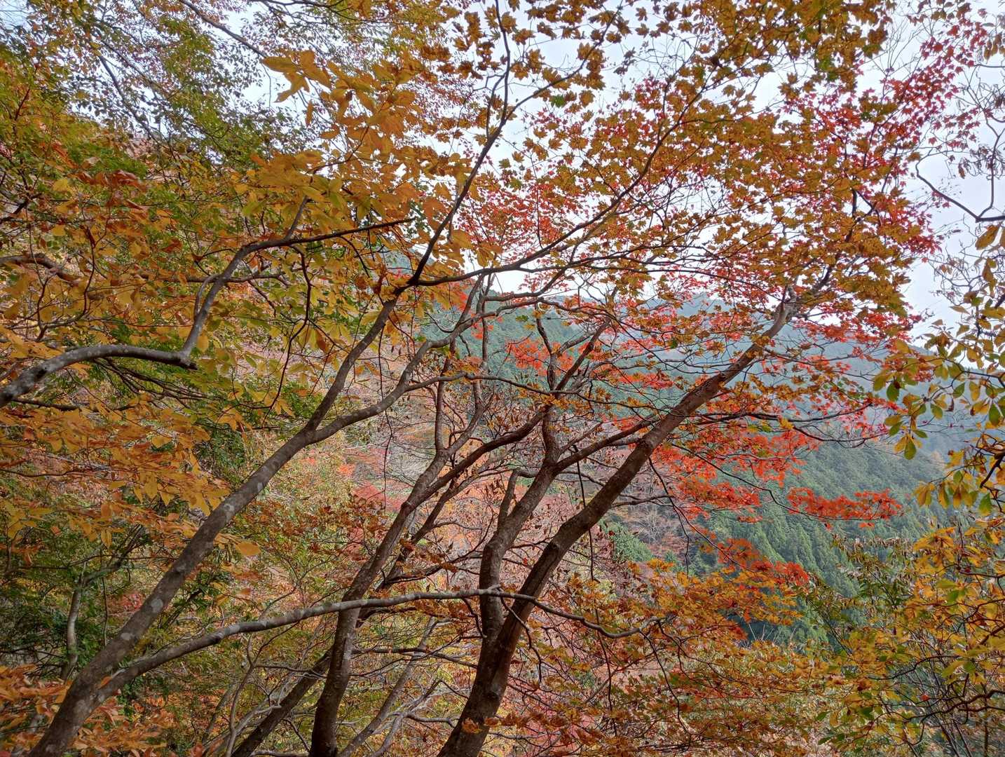 井水山-中央峰-泉山 往復コースの写真