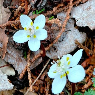 再び山門水源の森に戻って
オウレンを愛でる💞