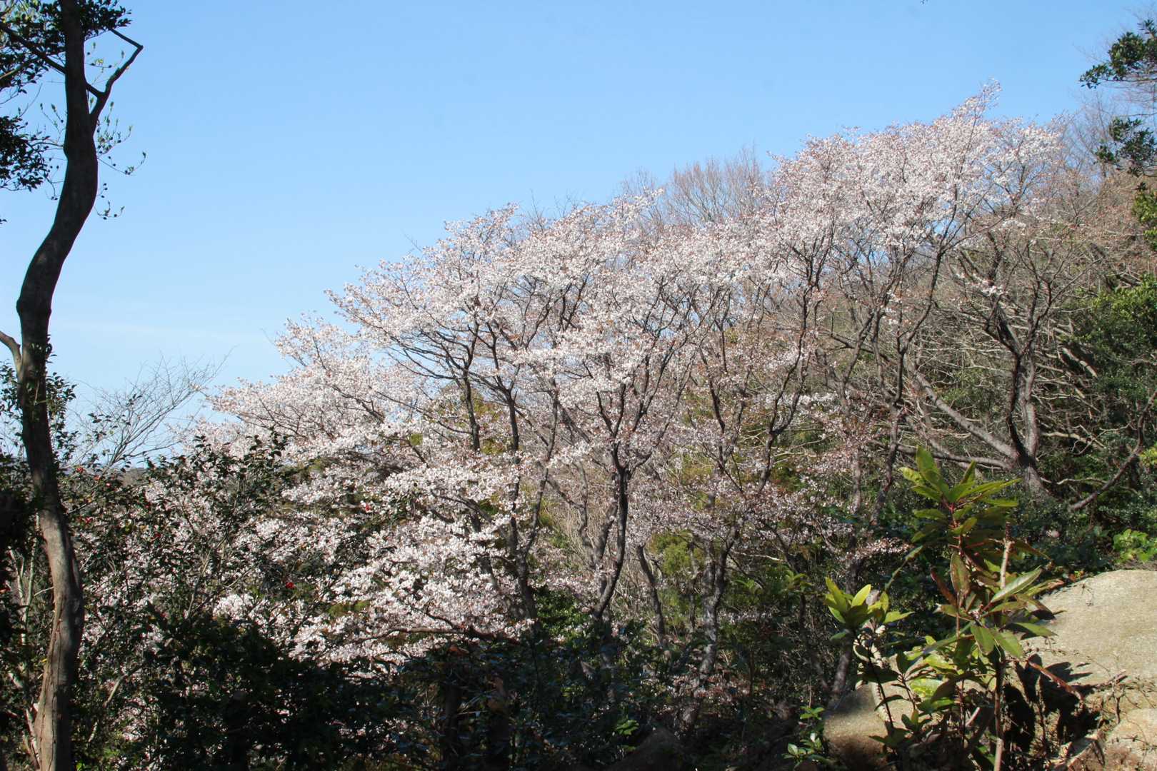 🌸