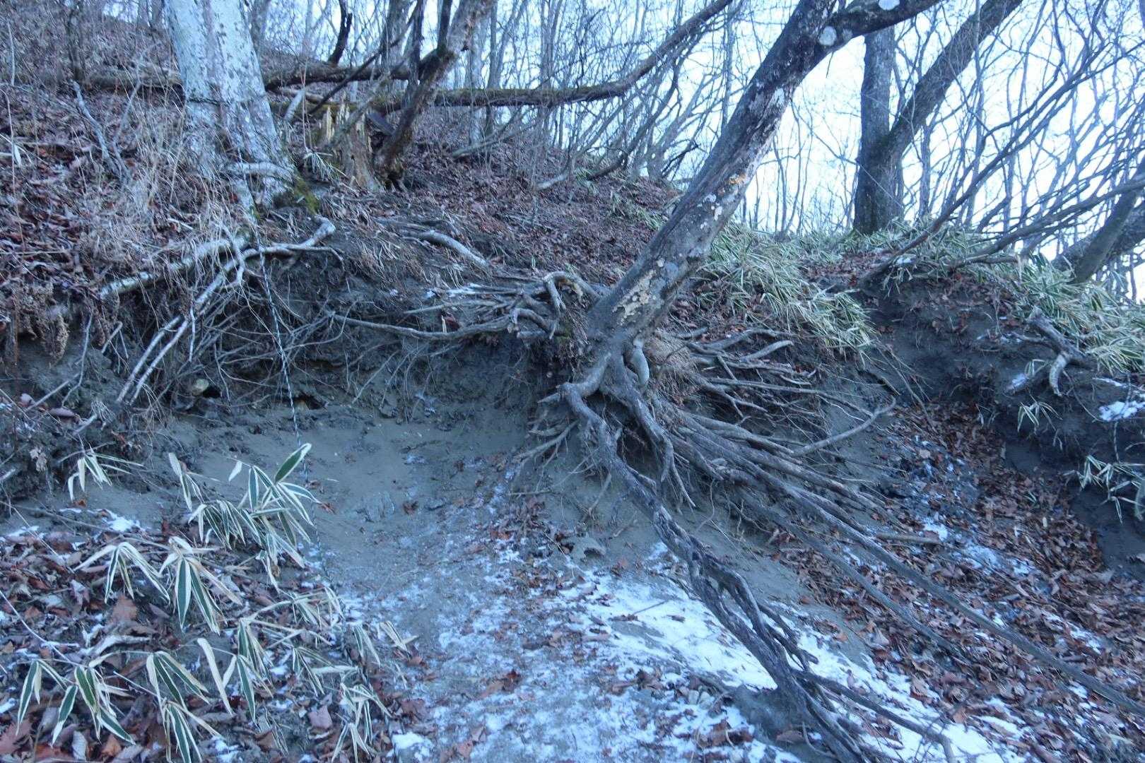 荒れてる〰️今にも倒れそうに見える木の根っこに頼りながら、の箇所も。