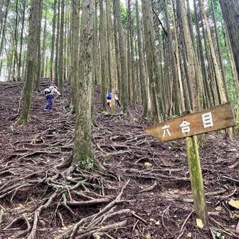 木の根が編み目状に広がる珍しい「木の根の登山道」ハードコース
ピンクリボンや目印を確認しながら登る。ノロマな亀の私は必死！